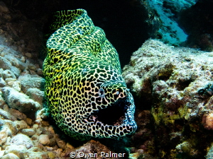 While drift diving a shallow reef, this 2 meter Honeycomb... by Owen Palmer 
